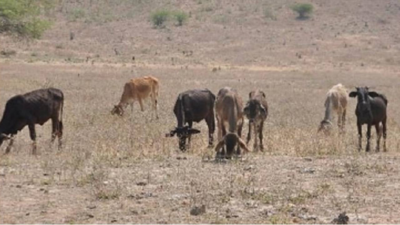Las reses están muriendo por cuenta de la sequía y la falta de pastos para alimentarse. Foto tomada de Elpilón.com