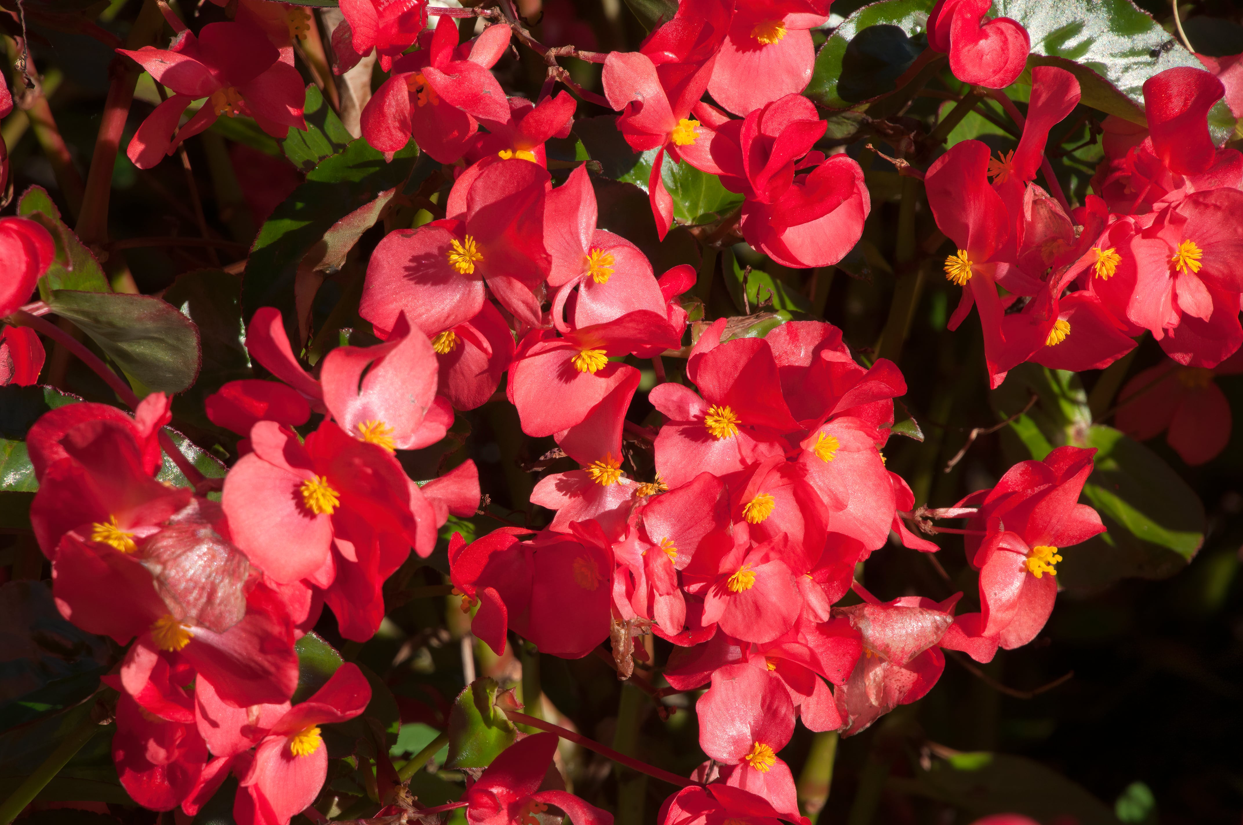 Cuidados de las begonias para que florezcan
