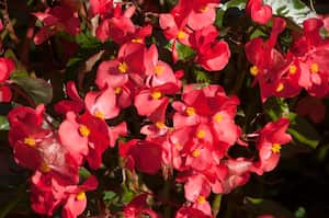 Cuidados de las begonias para que florezcan