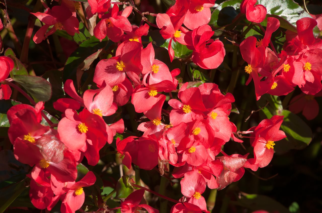 Cuidados de las begonias para que florezcan