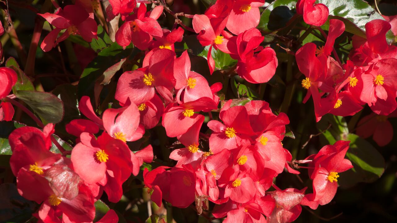 Cuidados de las begonias para que florezcan