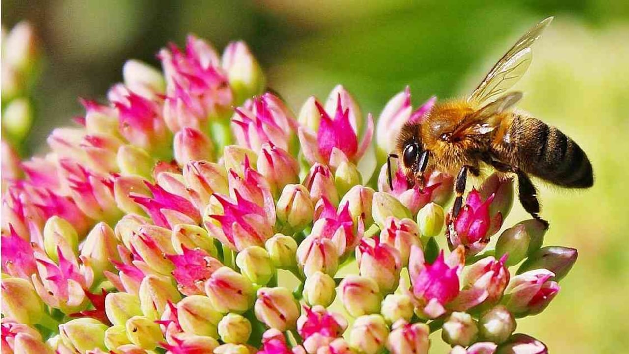 Las abejas han sido afectadas por cambios en los usos de la tierra y prácticas agrícolas intensivas. Foto: Pixabay.