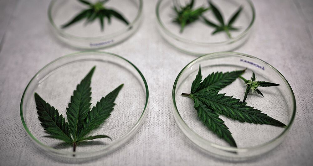 El consumo regular de marihuana se asocia con un mayor riesgo de problemas mentales como depresión, ansiedad y pensamientos suicidas, trastornos de la personalidad y hasta psicosis.