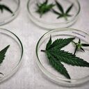 El consumo regular de marihuana se asocia con un mayor riesgo de problemas mentales como depresión, ansiedad y pensamientos suicidas, trastornos de la personalidad y hasta psicosis.