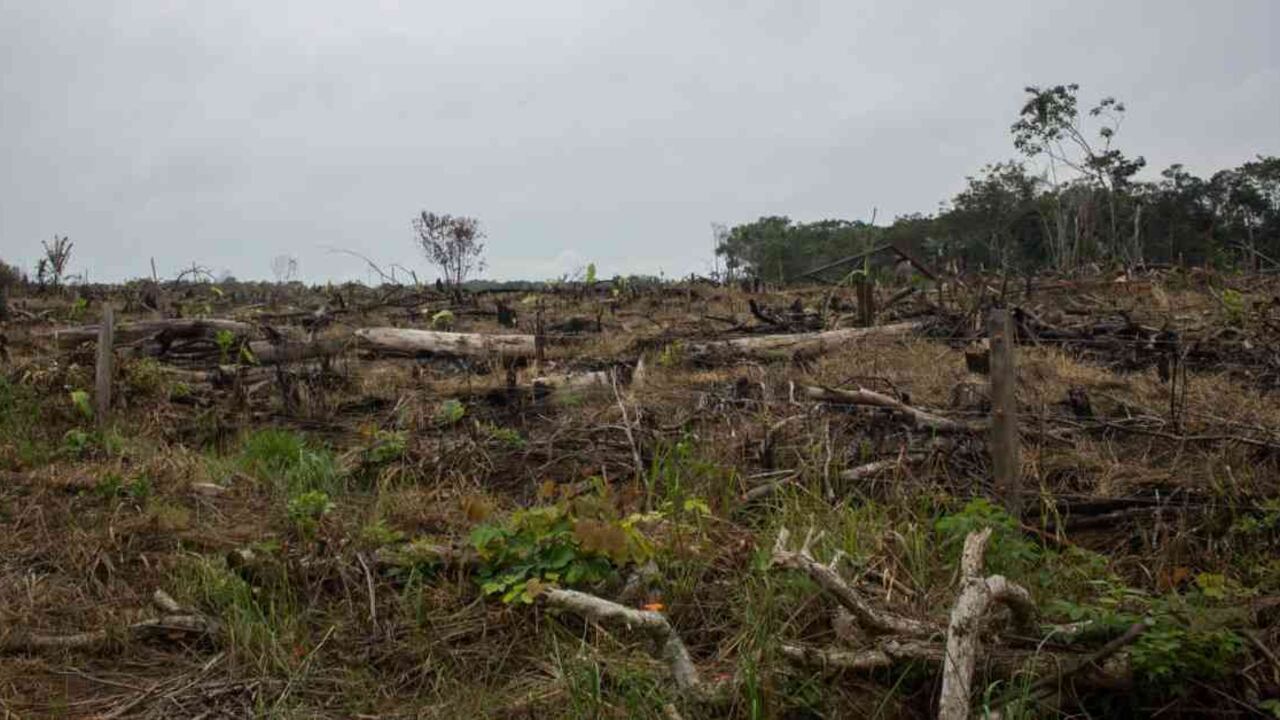 Expertos señalan que la deforestación masiva en la Cordillera de los Picachos podría desestabilizar el ciclo de aguas y lluvias en la Amazonía de todo el continente. Foto: Rutas del Conflicto.