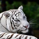 Beautiful White Bengal Tiger
