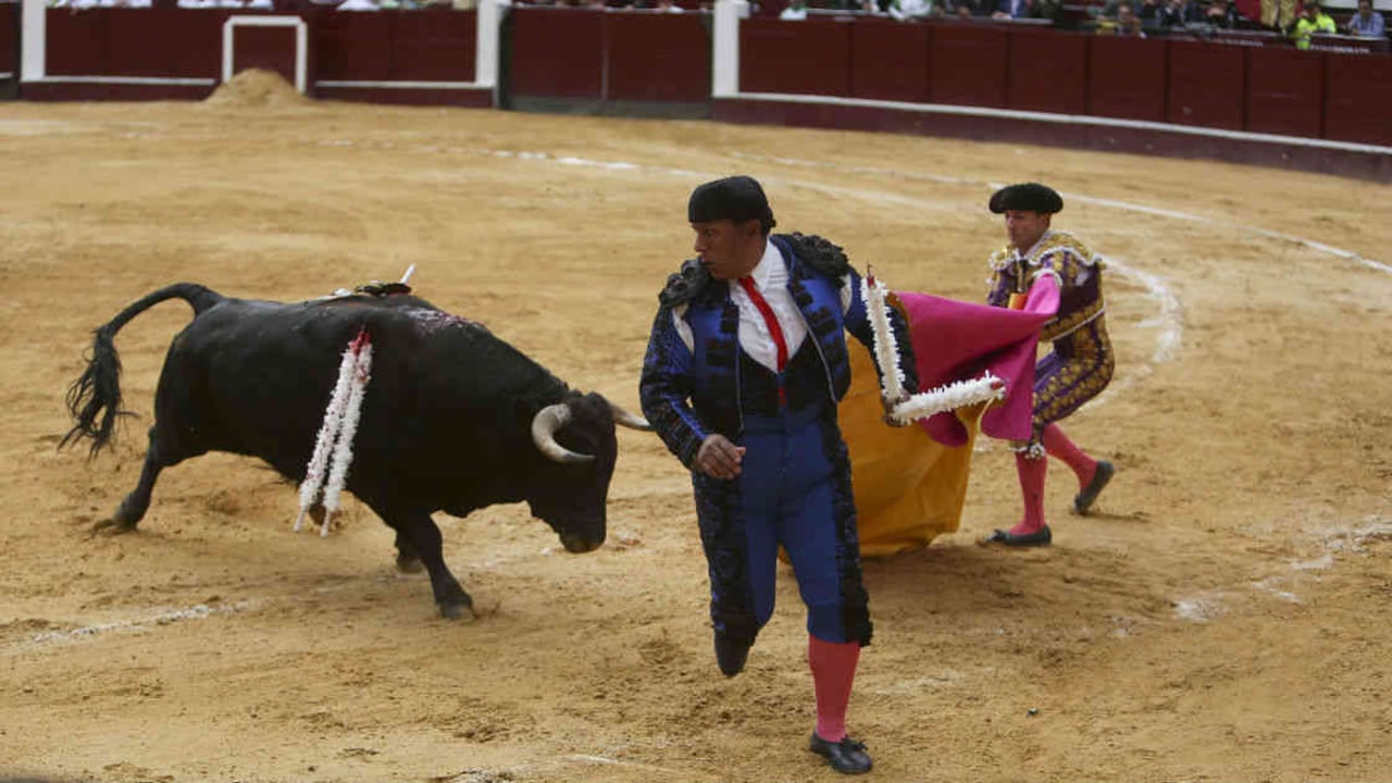Antonio Caballero escribió que el "El problema detrás del debate sobre las corridas de toros es la ignorancia".