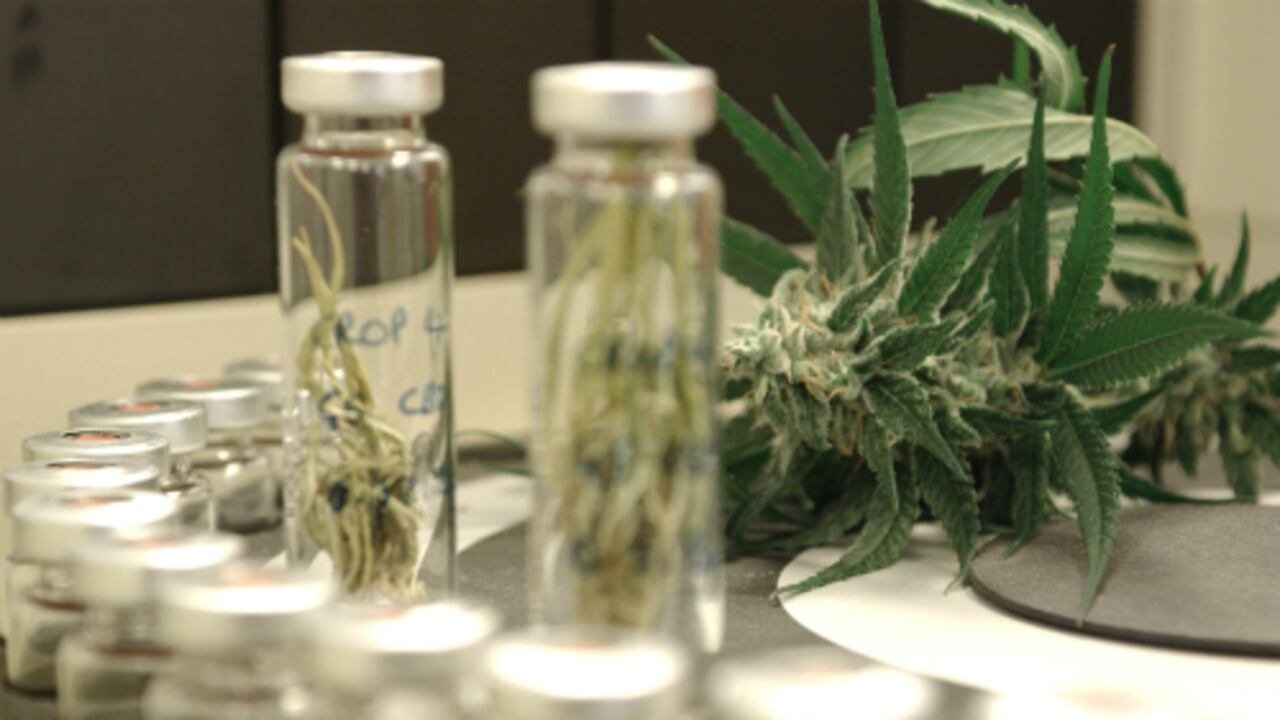 La Superintendencia de Industria y Comercio (SIC) le recomendó al Gobierno nacional, especialmente al Ministerio de Salud, que modifique la regla para que el cannabis pueda ser exportado con fines comerciales.