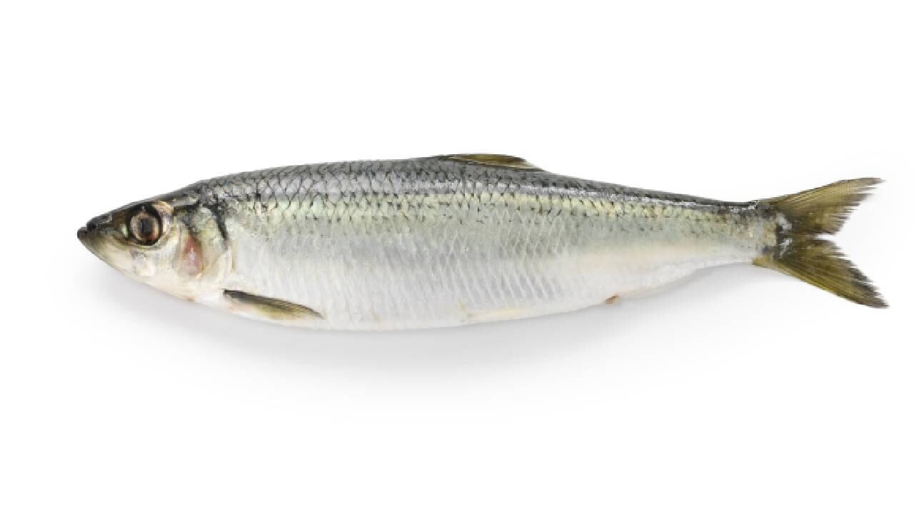 El arenque tiene múltiples beneficios para el cuerpo.