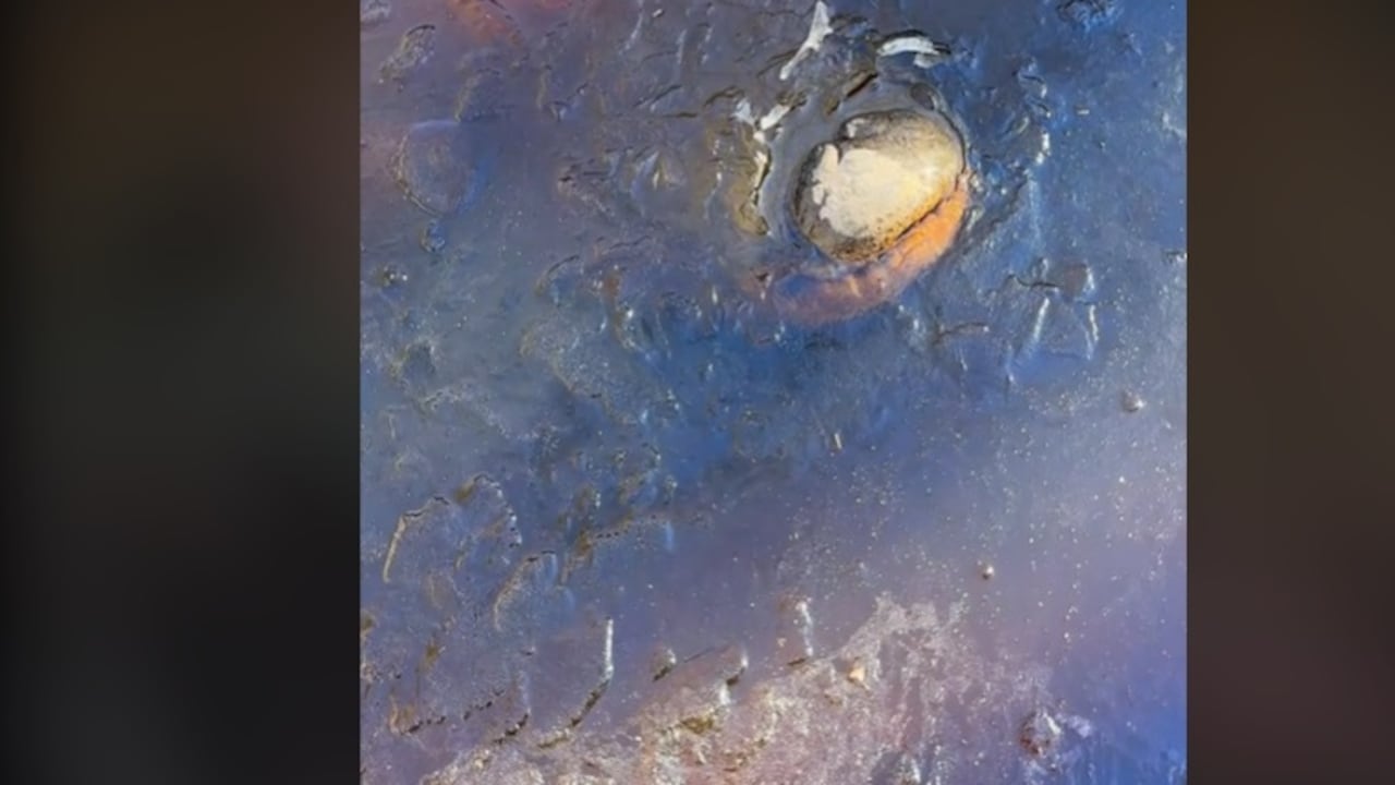 En uno de los videos, el subgerente Scott Perry se acerca a uno de los “cachorros del pantano” en su estado de congelación y le toca la punta de la nariz mientras advierte a los espectadores: "No hagan esto en casa". Foto: Tiktok