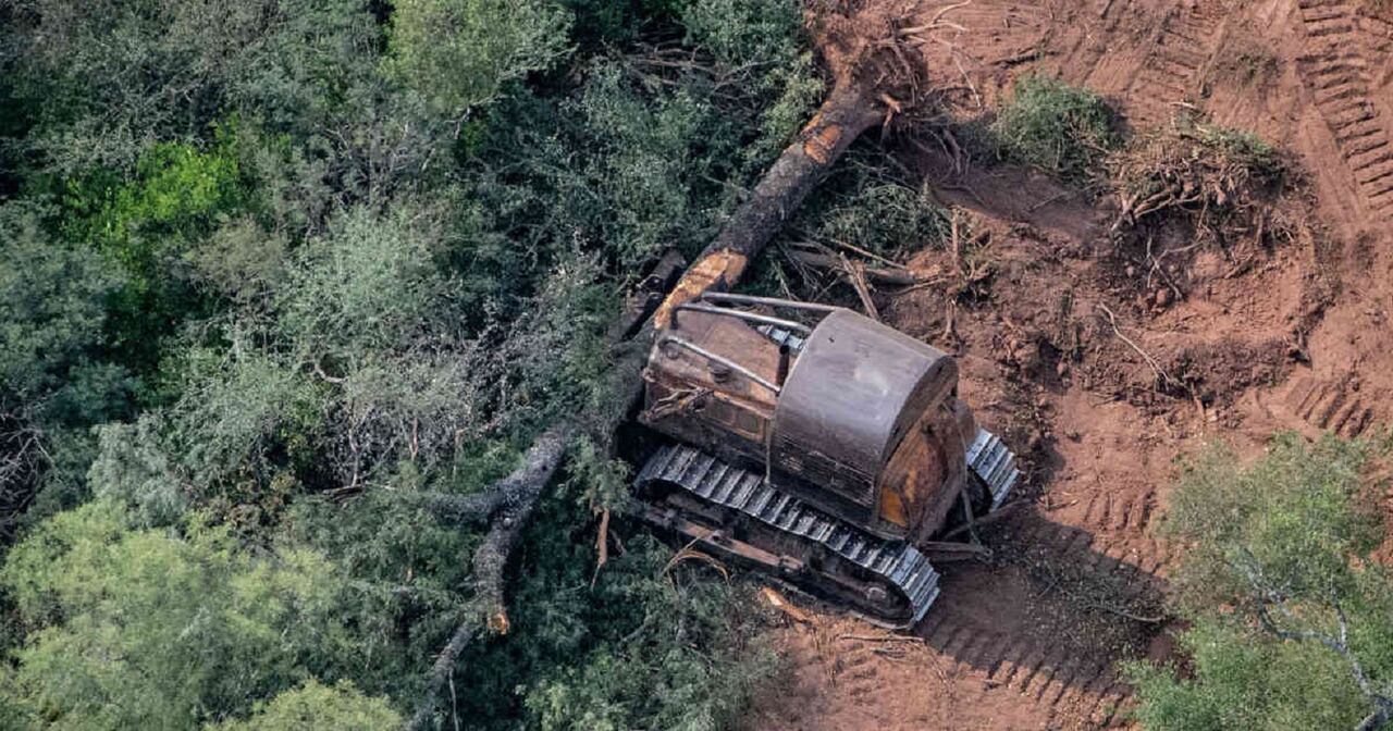 Greeenpeace recorrió por aire El Impenetrable chaqueño y detectó siete topadoras desmontando en seis fincas. La organización ecologista advirtió que la deforestación acelera el cambio climático y aumenta el riesgo de inundaciones.