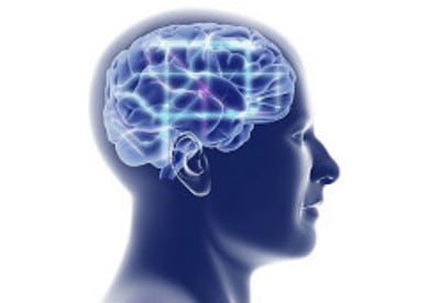 La corteza prefrontal es la encargada de las funciones cognitivas.