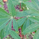 La hojas de yuca tienen algunos nutrientes que serían buenos para el organismo.