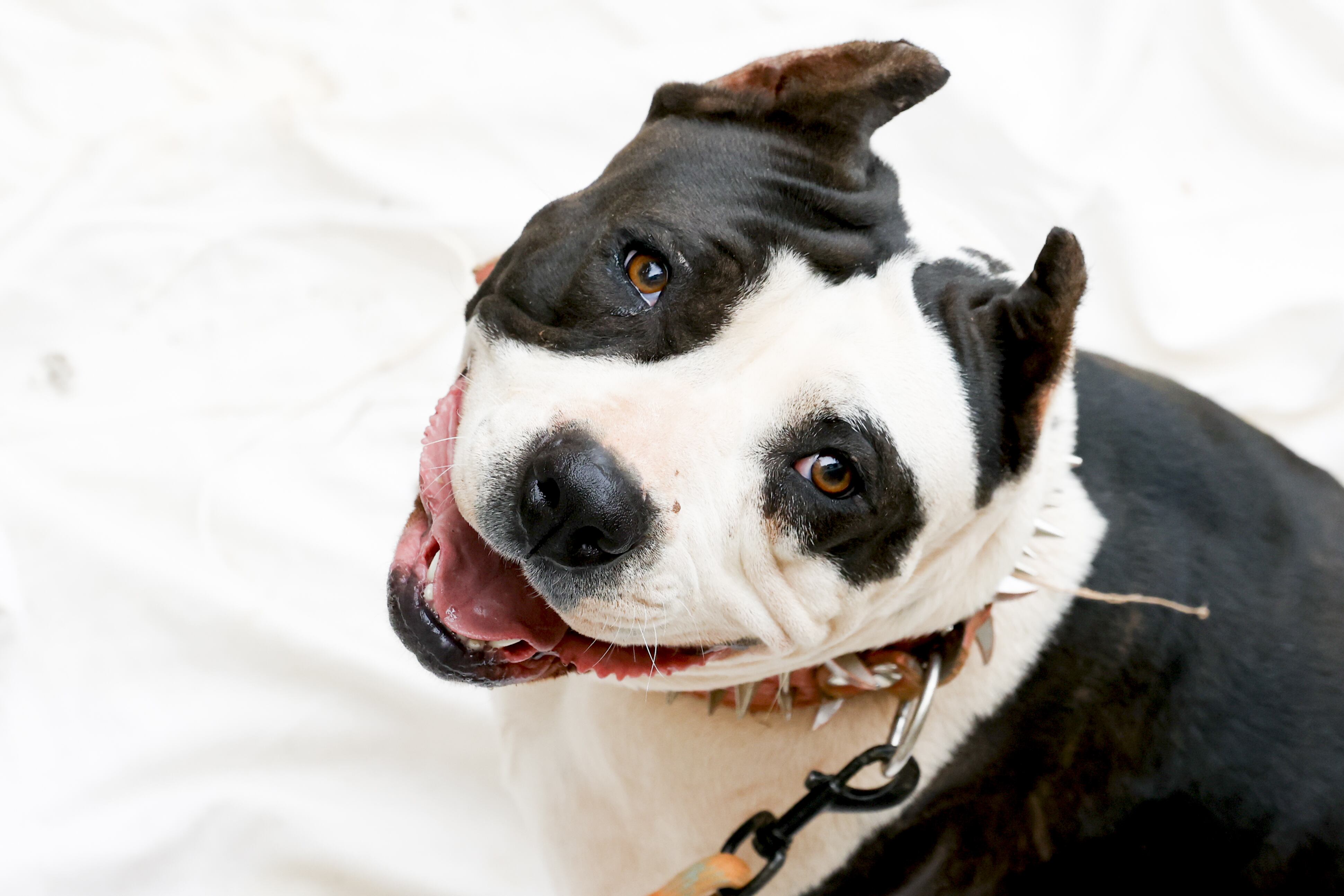 El perro hizo que la pareja tuviera una mala experiencia en su vuelo