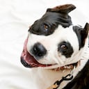 El perro hizo que la pareja tuviera una mala experiencia en su vuelo