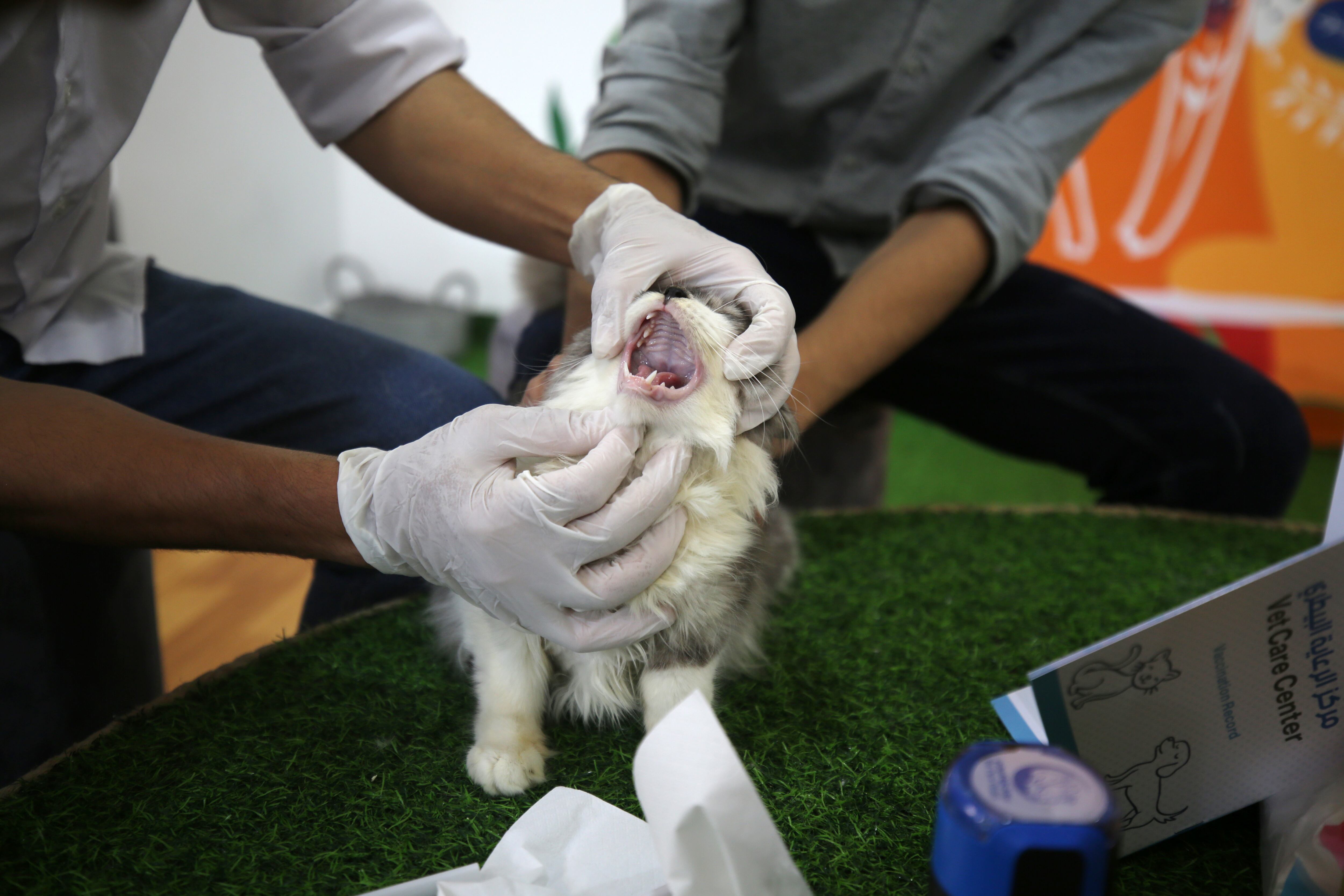 La rabia es una zoonosis viral que afecta a todos los mamíferos, sean estos domésticos o salvajes
