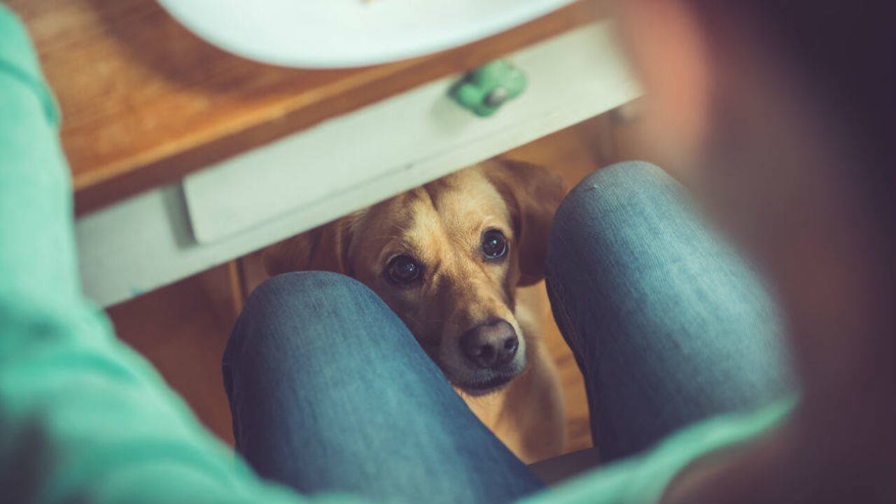 Dos médicos veterinarios te dan sus recomendaciones a la hora de complementar la comida de tu perro.