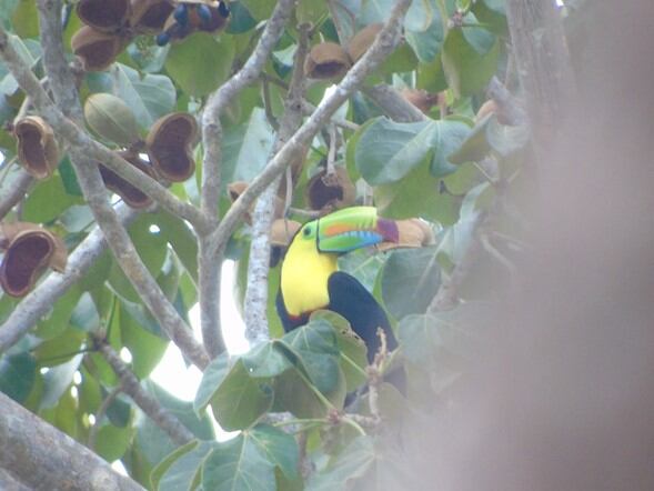 A futuro los planes de ISA INTERCOLOMBIA se concentrarán en seguir uniendo esfuerzos para generar grandes cambios y vincular cada vez más a las comunidades en este proceso.