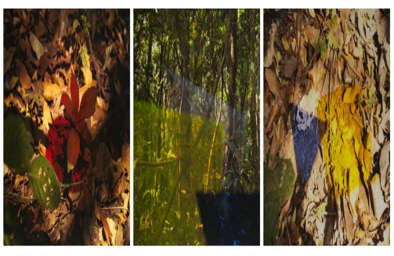 'Proyecciones solares' Fotografías que, al posicionar acrílicos de color delante del lente, logran encapsular las diferentes especies de babuinos que habitan el bosque de Nigeria.