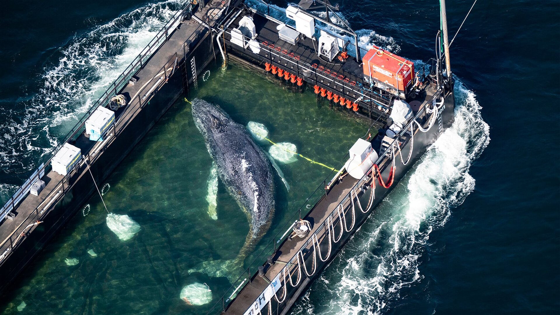 Una ballena jorobada rescatada de una bahía poco profunda frente a Wismar es transportada hacia el mar del Norte en un buque de carga parcialmente inundado, cerca de la frontera danesa en Fehmarn, Alemania, el miércoles 29 de abril de 2026.