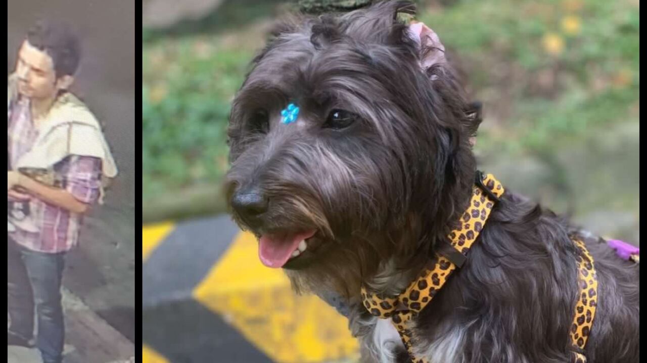 Un hombre venezolano, según Paola Vergara, dueña de 'Azul', fue quien le robó a su perrita schnauzer en el D1 de Laureles en Medellín.