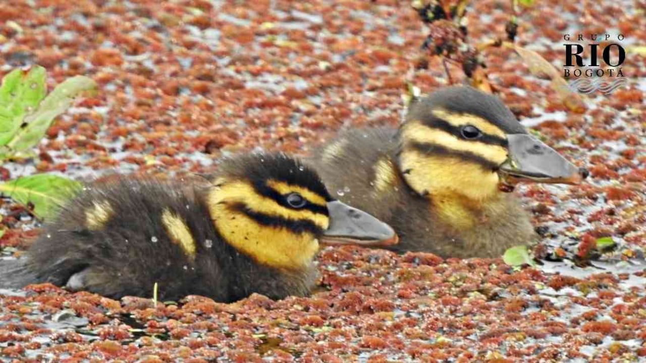 El pato enmascarado es el caso más reciente de reproducción en el Ecoparque Sabana. Foto: Darwin Ortega.