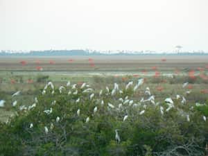 Centro Experimental Carimagua, en Orocué, Casanare.
