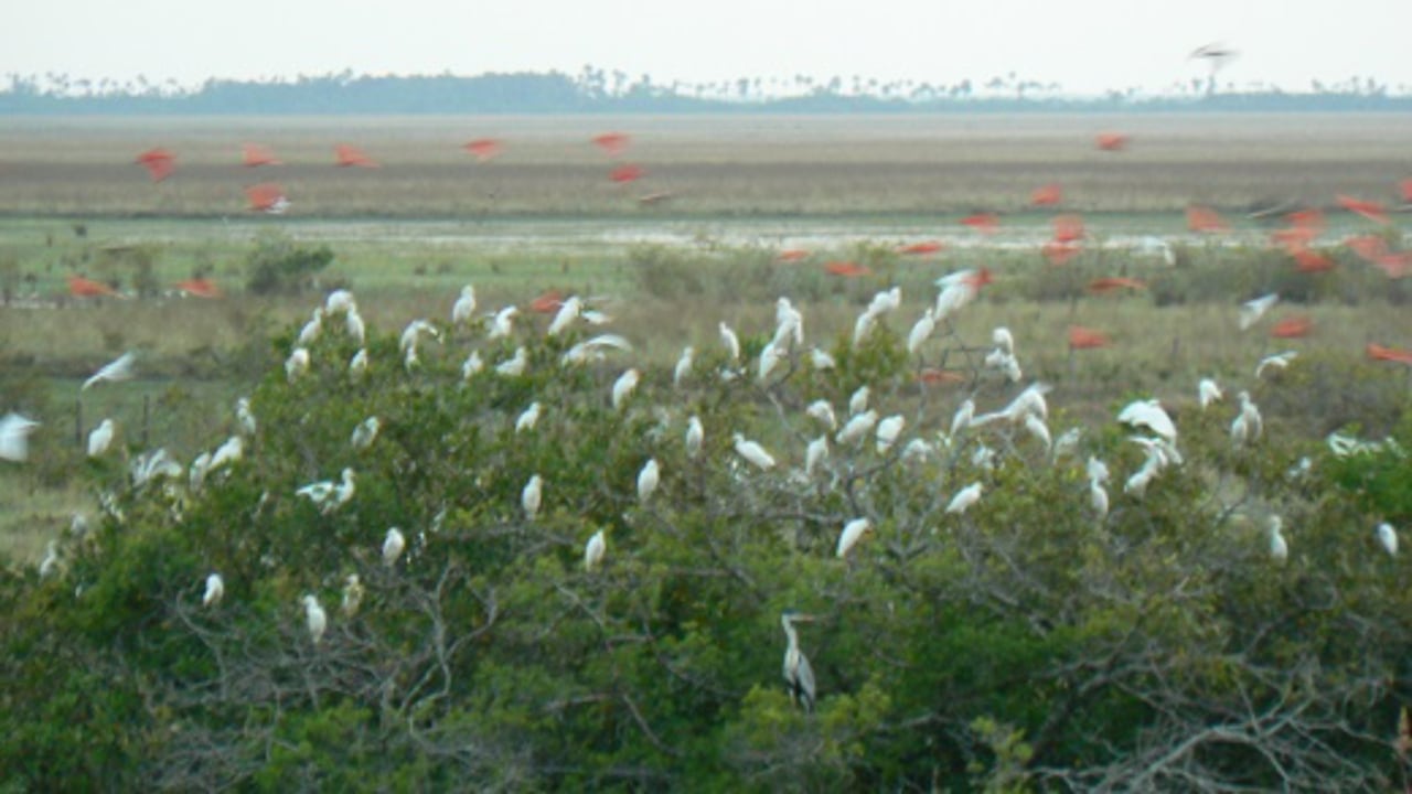 Centro Experimental Carimagua, en Orocué, Casanare.