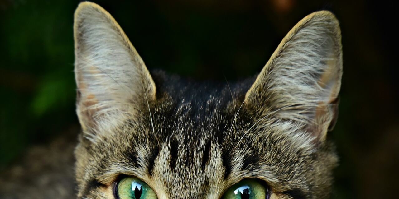 A pesar de estar dormido, los gatos mantienen su sentido del oído activo en todo momento.