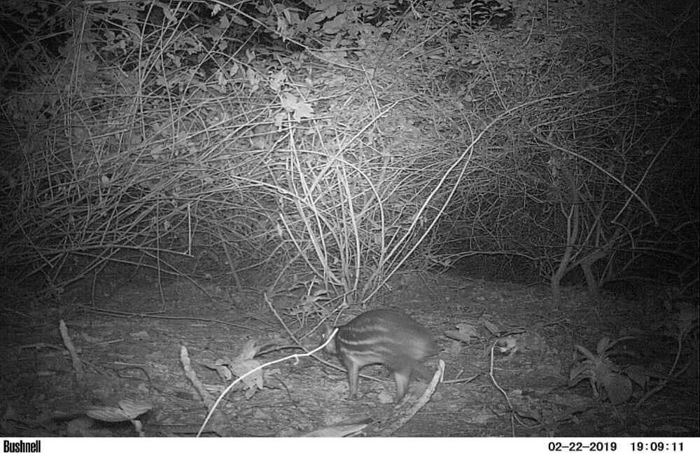 Foto: Parques Nacionales Naturales