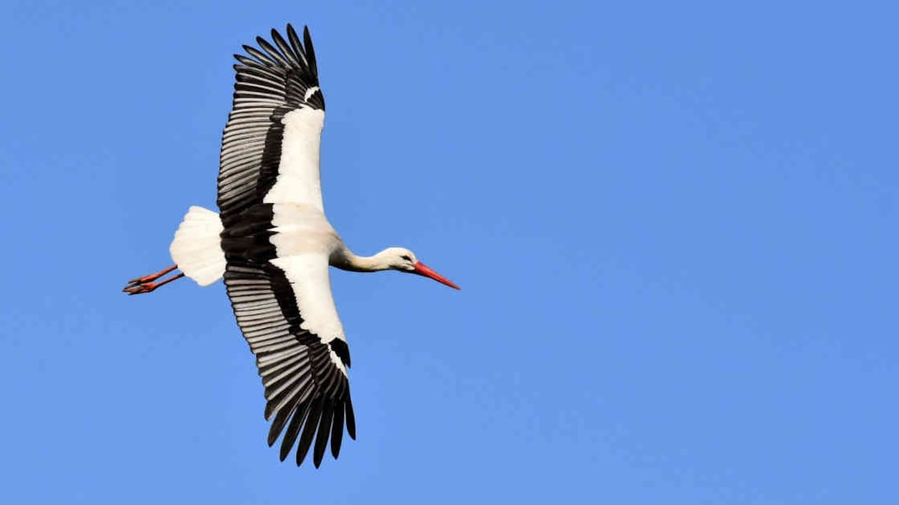 Las cigüeñas son algunas de las aves que han cambiado su comportamiento migratorio por cuenta del cambio climático. Foto: Pixabay - Colombia hoy.