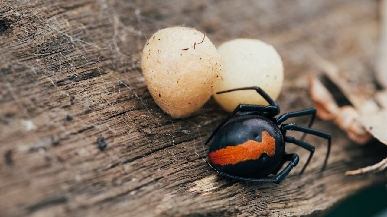 Muchos son los tipos de araña que existen.