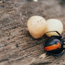 Muchos son los tipos de araña que existen.