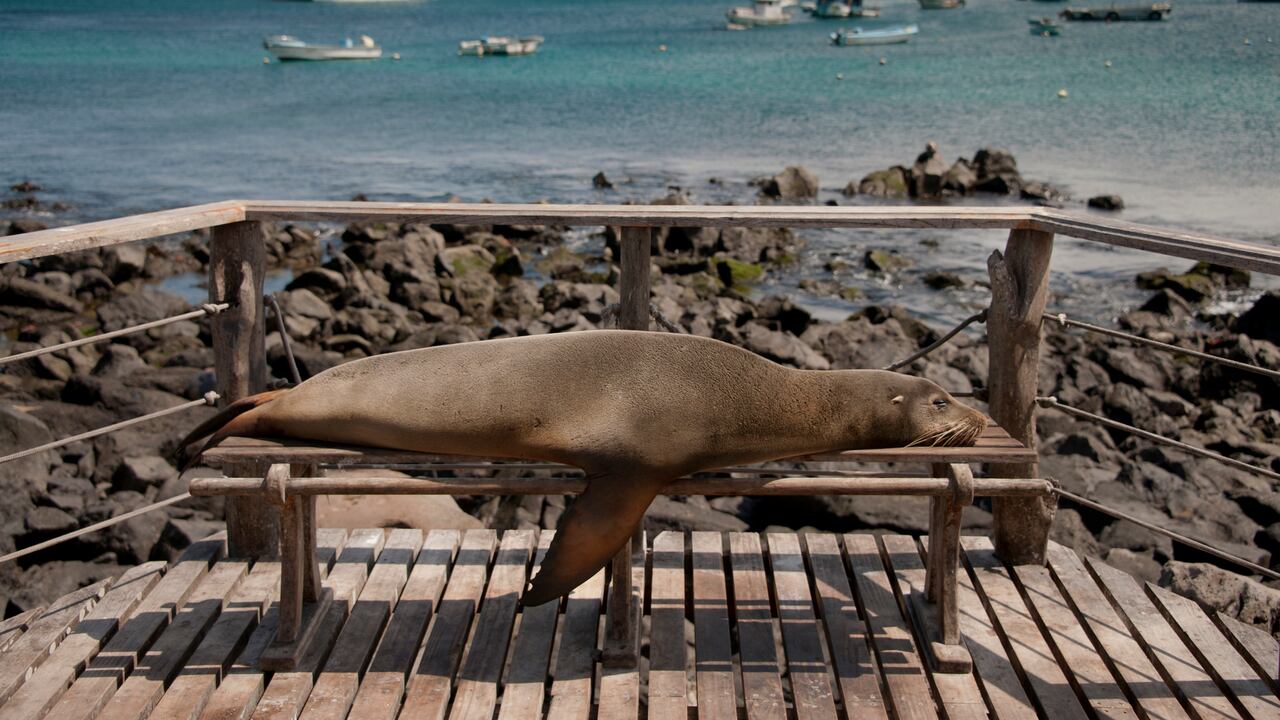 Leones marinos estaría presentando síntomas de envenenamiento por cuenta del ácido domoico.