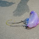 Fragata Portuguesa en Cartagena