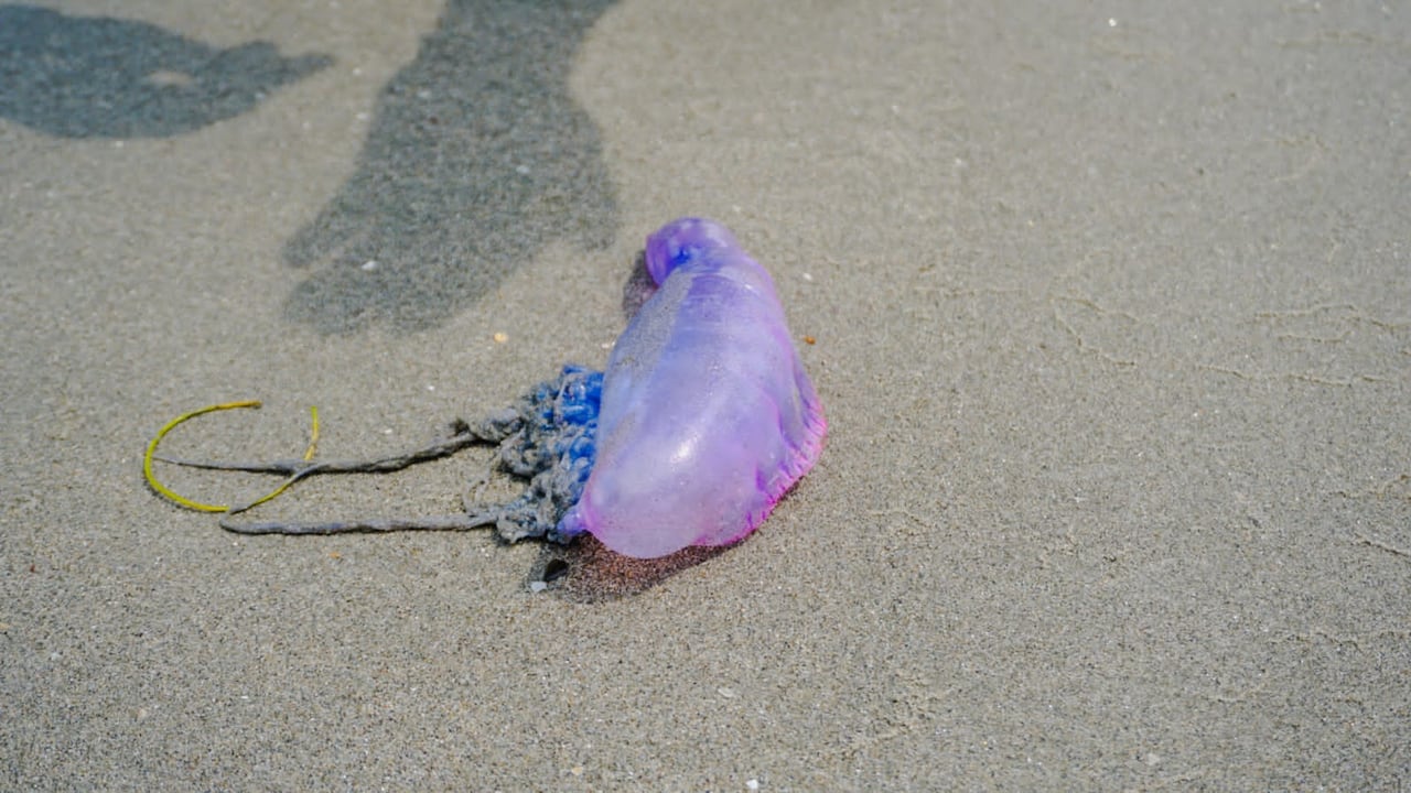 Fragata Portuguesa en Cartagena