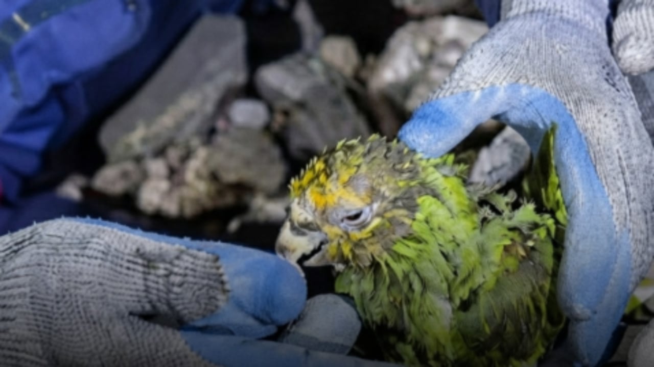 El loro Panchito fue localizado por los bomberos del estado de Miranda durante las labores de rescate tras los terremotos en Venezuela.
