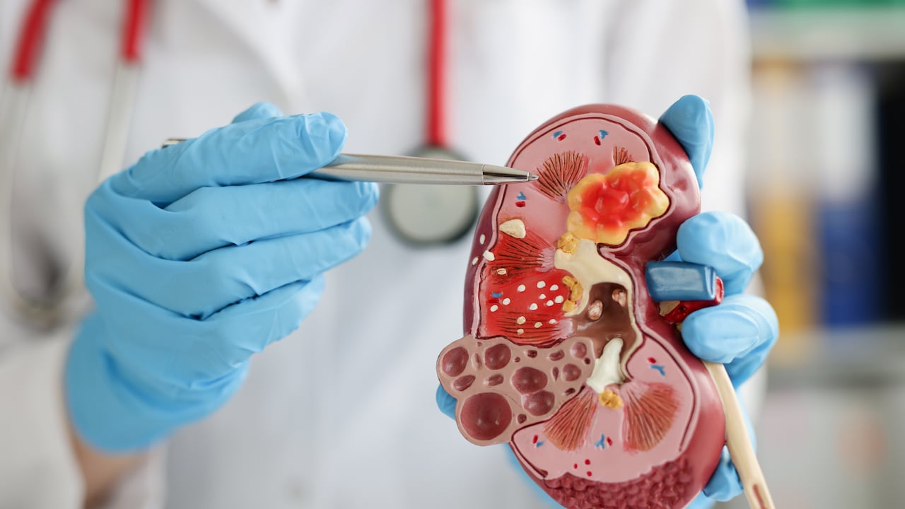 Esta vitamina ayuda en el buen funcionamiento de las acciones endocrinas y autocrinas con función renal.