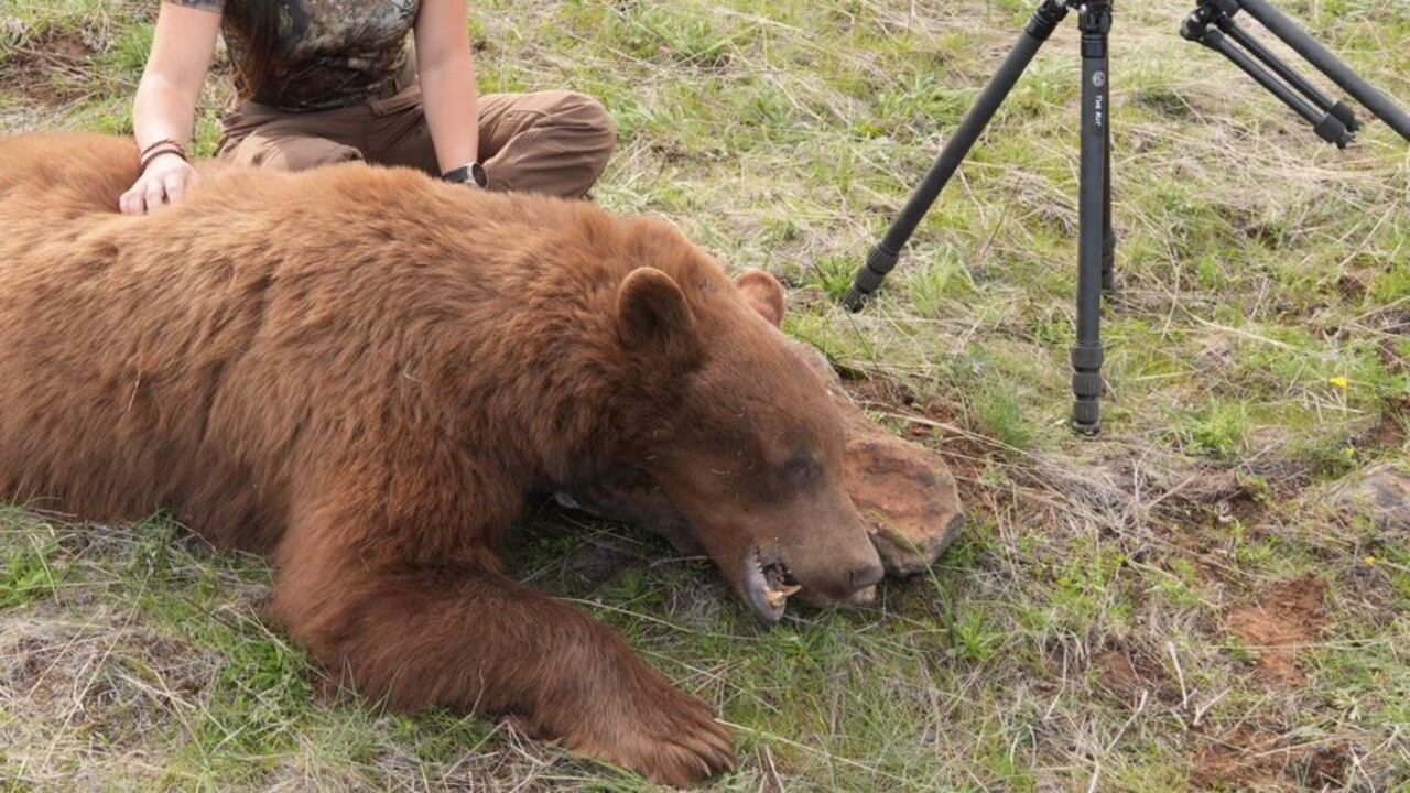 Así se ve el oso cazado por Barron
