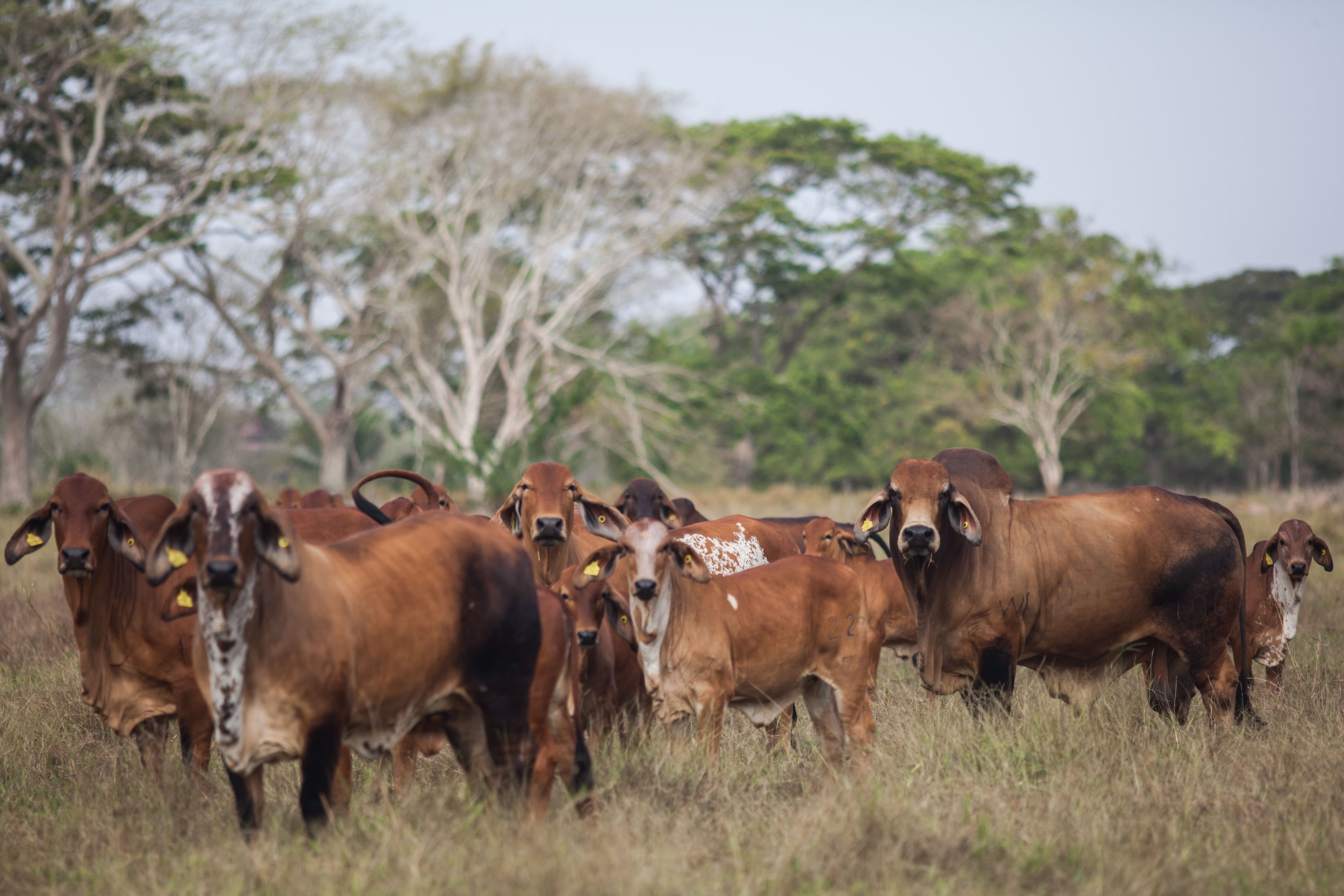La carrera hacia la ganadería sostenible en tierras cordobesas se está impulsando desde organizaciones públicas y privadas.