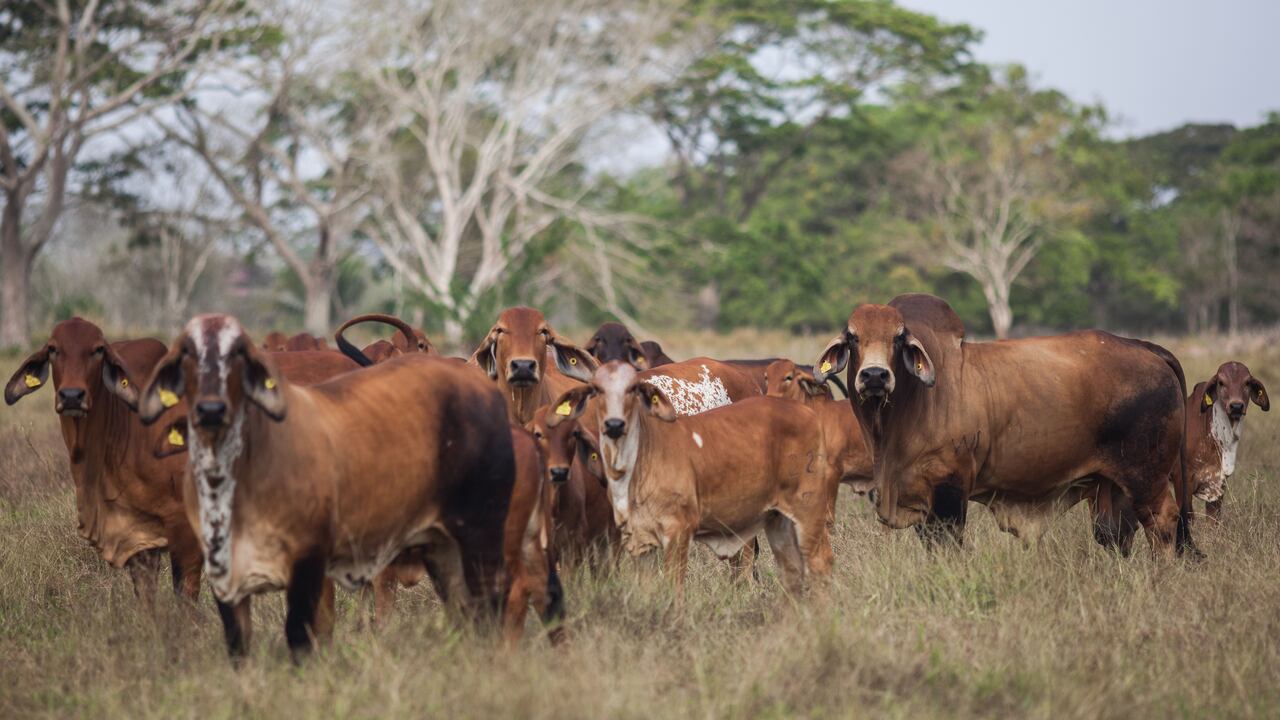La carrera hacia la ganadería sostenible en tierras cordobesas se está impulsando desde organizaciones públicas y privadas.