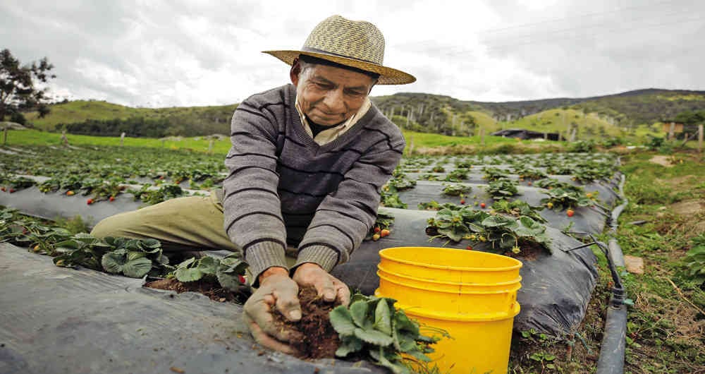 El campo.