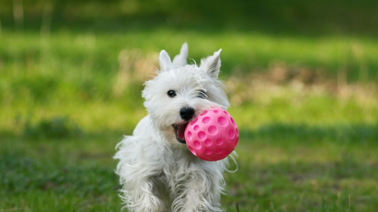 Perro feliz jugando con pelota