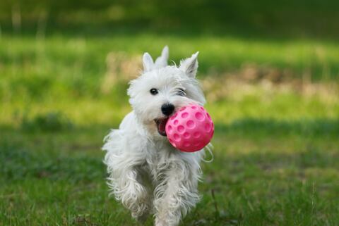 Perro feliz jugando con pelota