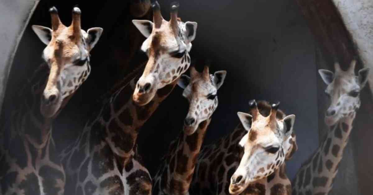 Jirafa se murió en zoológico de Estados Unidos tras sufrir un desafortunado accidente.