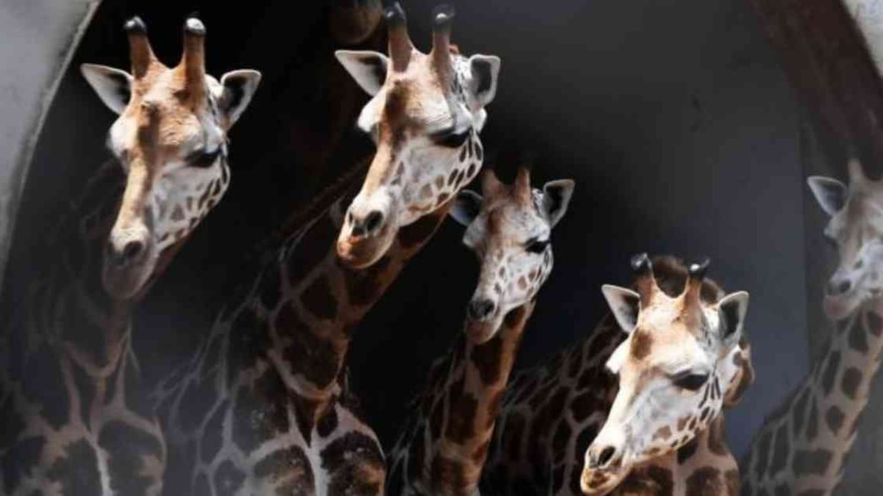 Las matemáticas y los números nacieron para resolver problemas reales. Foto: GETTY IMAGES vía BBC.