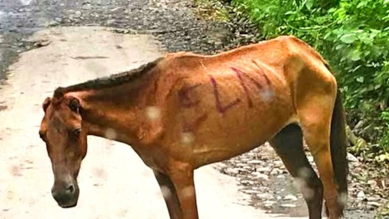 Un burro fue maltratado terriblemente por presuntos guerrilleros del ELN.