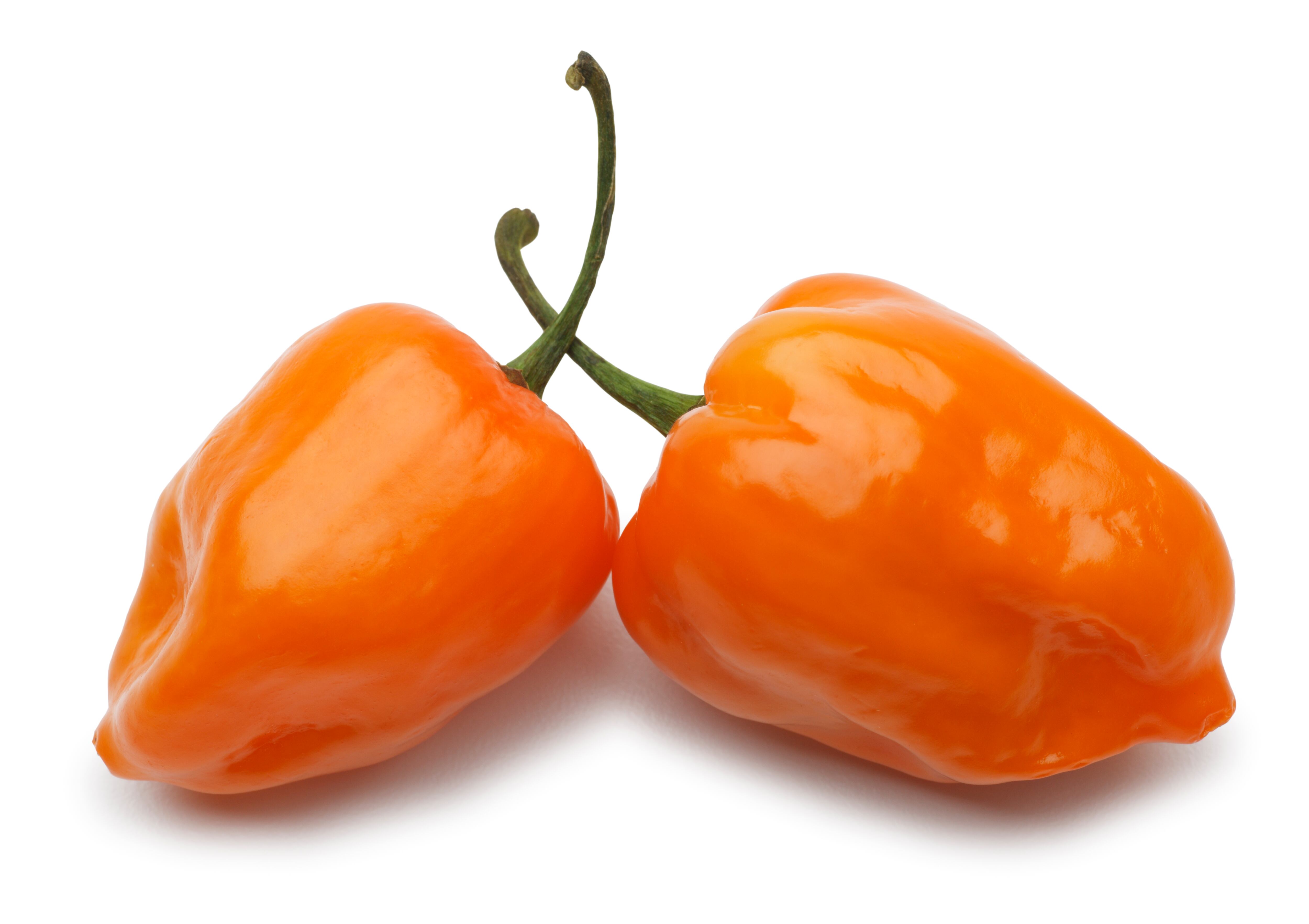 Chile habanero