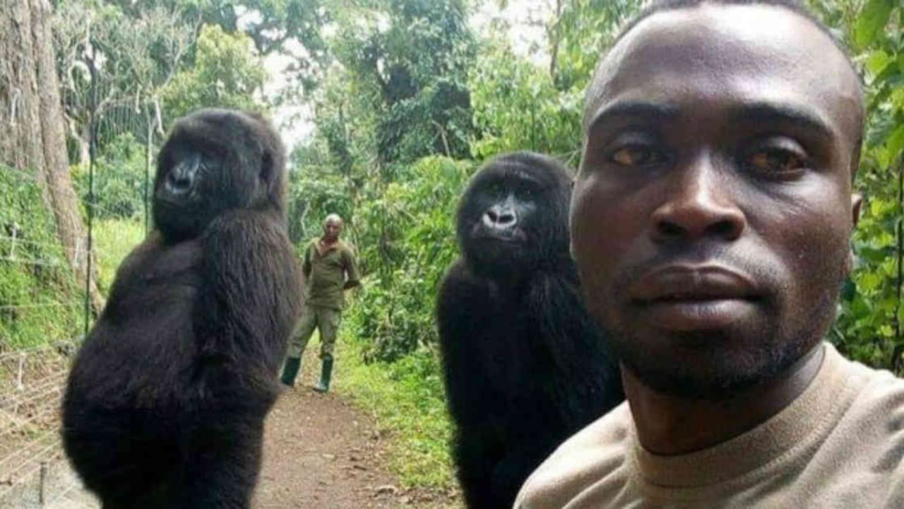 Los dos primates parece no querer perder se la oportunidad de ser fotografiados. Foto: BBC/MATHIEU SHAMAVU