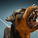 La rabia es una enfermedad vírica mortal, que se puede presentar en los perros, pero también la pueden contraer otros mamíferos como los pájaros y los humanos.